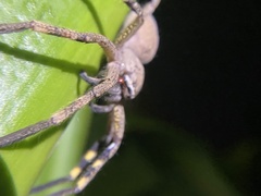 Neosparassus calligaster