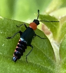 Carphurus cyanopterus