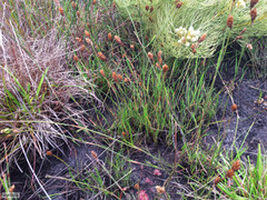 Restio quinquefarius