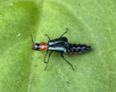 Carphurus cyanopterus