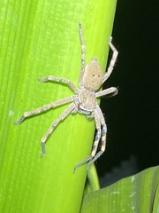 Neosparassus calligaster