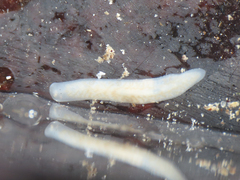 Dendrocoelum