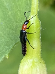 Carphurus cyanopterus