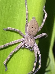 Neosparassus calligaster