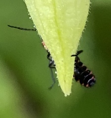 Carphurus cyanopterus
