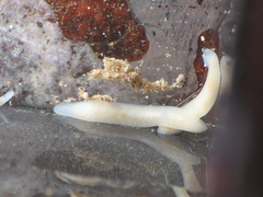 Dendrocoelum