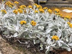 Senecio candidans