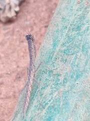 Galepsus