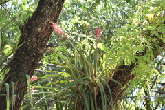 Aechmea distichantha