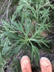 Artemisia palmeri