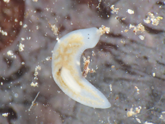 Dendrocoelum