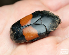 Dilochrosis balteata