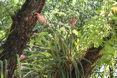 Aechmea distichantha