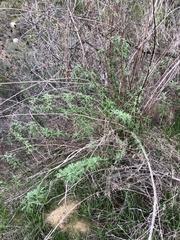 Artemisia palmeri