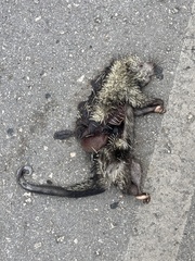 Coendou mexicanus
