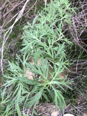 Artemisia palmeri