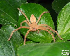 Neosparassus salacius