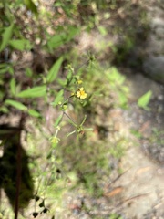 Sigesbeckia orientalis