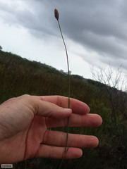 Restio quinquefarius