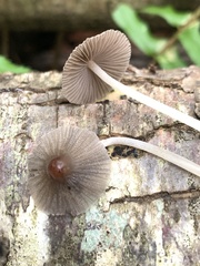 Setulosi