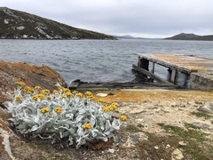 Senecio candidans