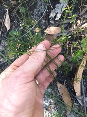 Platysace heterophylla