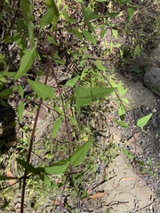Sigesbeckia orientalis