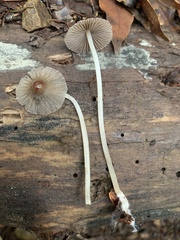Setulosi