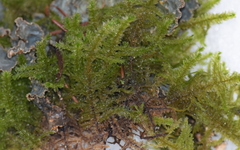 Neckera douglasii