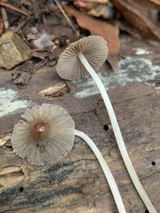 Setulosi