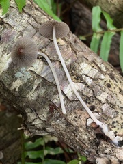Setulosi