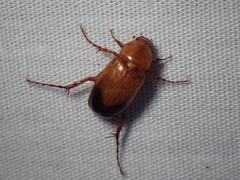 Phyllotocus macleayi