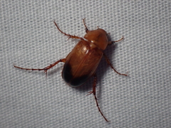 Phyllotocus macleayi