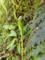Pterostylis foliata