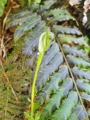 Pterostylis foliata
