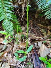 Pterostylis foliata