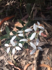 Olearia myrsinoides