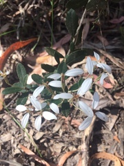 Olearia myrsinoides