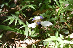 Trimezia gracilis