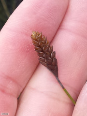 Restio quinquefarius