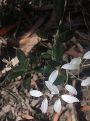 Olearia myrsinoides