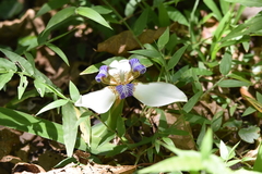 Trimezia gracilis