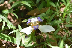 Trimezia gracilis