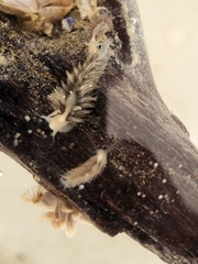 Fiona pinnata