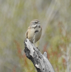 Artemisiospiza belli