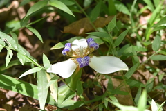 Trimezia gracilis