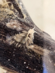 Fiona pinnata