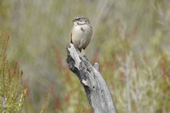 Artemisiospiza belli