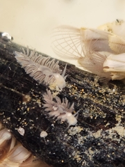 Fiona pinnata