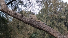 Callosciurus erythraeus